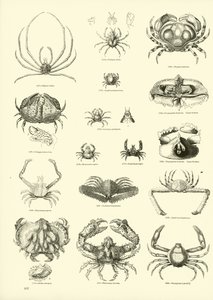 Page du Musée Pictural de la Nature Animée - English School