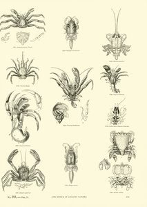 Page du Musée Pictural de la Nature Animée