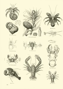 Page du Musée Pictural de la Nature Animée - English School