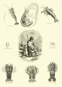 Page du Musée Pictural de la Nature Animée