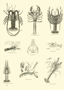 Page du Musée Pictural de la Nature Animée