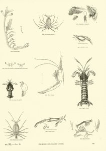 Page du Musée Pictural de la Nature Animée - English School