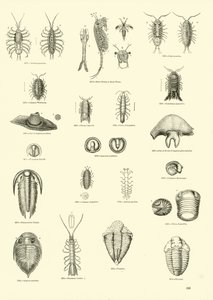 Page du Musée Pictural de la Nature Animée