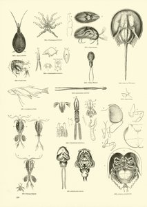 Page du Musée Pictural de la Nature Animée