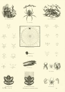 Page du Musée Pictural de la Nature Animée - English School