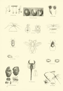 Page du Musée Pictural de la Nature Animée - English School