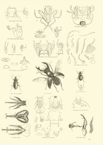 Page du Musée Pictural de la Nature Animée - English School