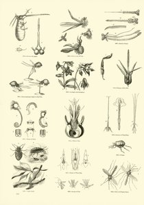 Page du Musée Pictural de la Nature Animée