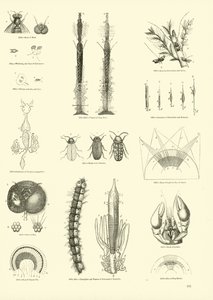 Page du Musée Pictural de la Nature Animée - English School