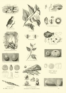 Page du Musée Pictural de la Nature Animée - English School