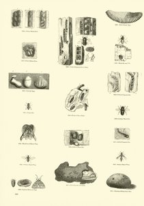 Page du Musée Pictural de la Nature Animée - English School