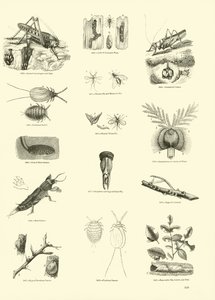 Page du Musée Pictural de la Nature Animée - English School