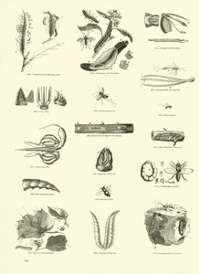 Page du Musée Pictural de la Nature Animée - English School