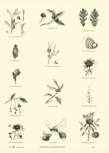 Page du Musée Pictural de la Nature Animée - English School