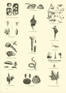 Page du Musée Pictural de la Nature Animée - English School
