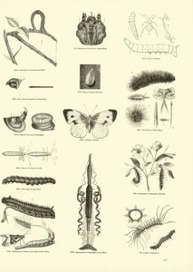 Page du Musée Pictural de la Nature Animée - English School