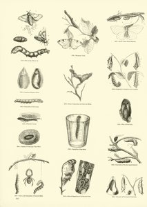 Page du Musée Pictural de la Nature Animée