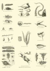 Page du Musée Pictural de la Nature Animée