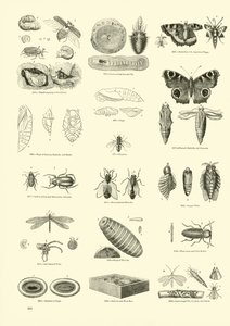 Page du Musée Pictural de la Nature Animée - English School