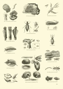 Page du Musée Pictural de la Nature Animée - English School
