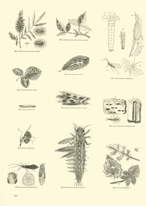 Page du Musée Pictural de la Nature Animée