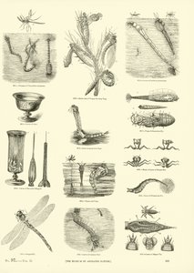 Page du Musée Pictural de la Nature Animée - English School