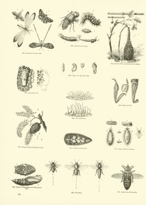 Page du Musée Pictural de la Nature Animée