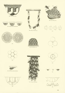 Page du Musée Pictural de la Nature Animée
