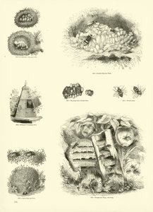 Page du Musée Pictural de la Nature Animée