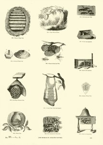 Page du Musée Pictural de la Nature Animée - English School
