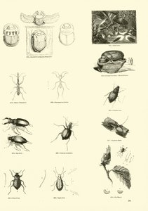 Page du Musée Pictural de la Nature Animée - English School