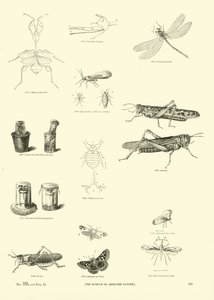 Page du Musée Pictural de la Nature Animée