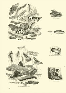 Page du Musée Pictural de la Nature Animée