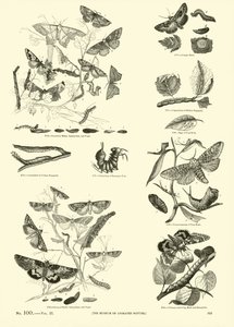 Page du Musée Pictural de la Nature Animée