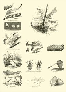 Page du Musée Pictural de la Nature Animée