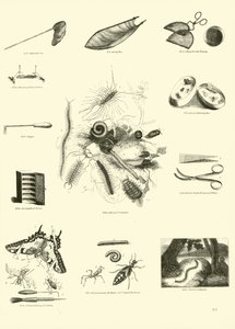 Page du Musée Pictural de la Nature Animée - English School