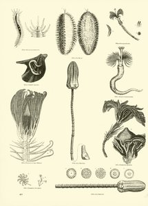 Page du Musée Pictural de la Nature Animée - English School