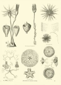 Page du Musée Pictural de la Nature Animée - English School