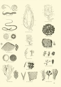 Page du Musée Pictural de la Nature Animée - English School