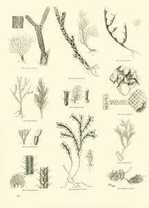 Page du Musée Pictural de la Nature Animée