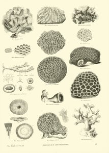 Page du Musée Pictural de la Nature Animée