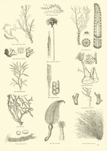 Page du Musée Pictural de la Nature Animée - English School