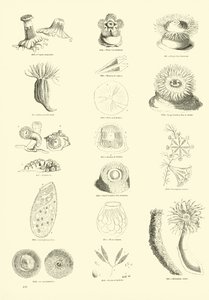 Page du Musée Pictural de la Nature Animée - English School