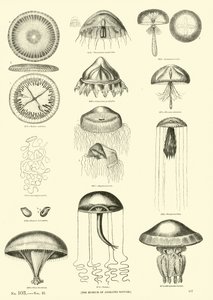 Page du Musée Pictural de la Nature Animée