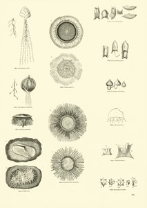 Page du Musée Pictural de la Nature Animée