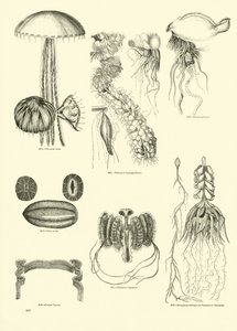 Page du Musée Pictural de la Nature Animée - English School