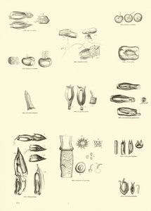 Page du Musée Pictural de la Nature Animée - English School