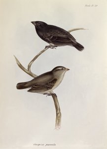 Paire de Geospiza Parvula, illustration de La Zoologie du Voyage du H.M.S. Beagle, 1832-36, par Charles Darwin (1809-92), 1840