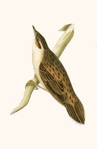 Locustelle de Pallas, illustration de 