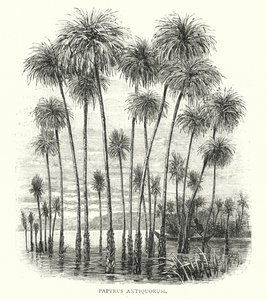 Papyrus Antiquorum (gravure)